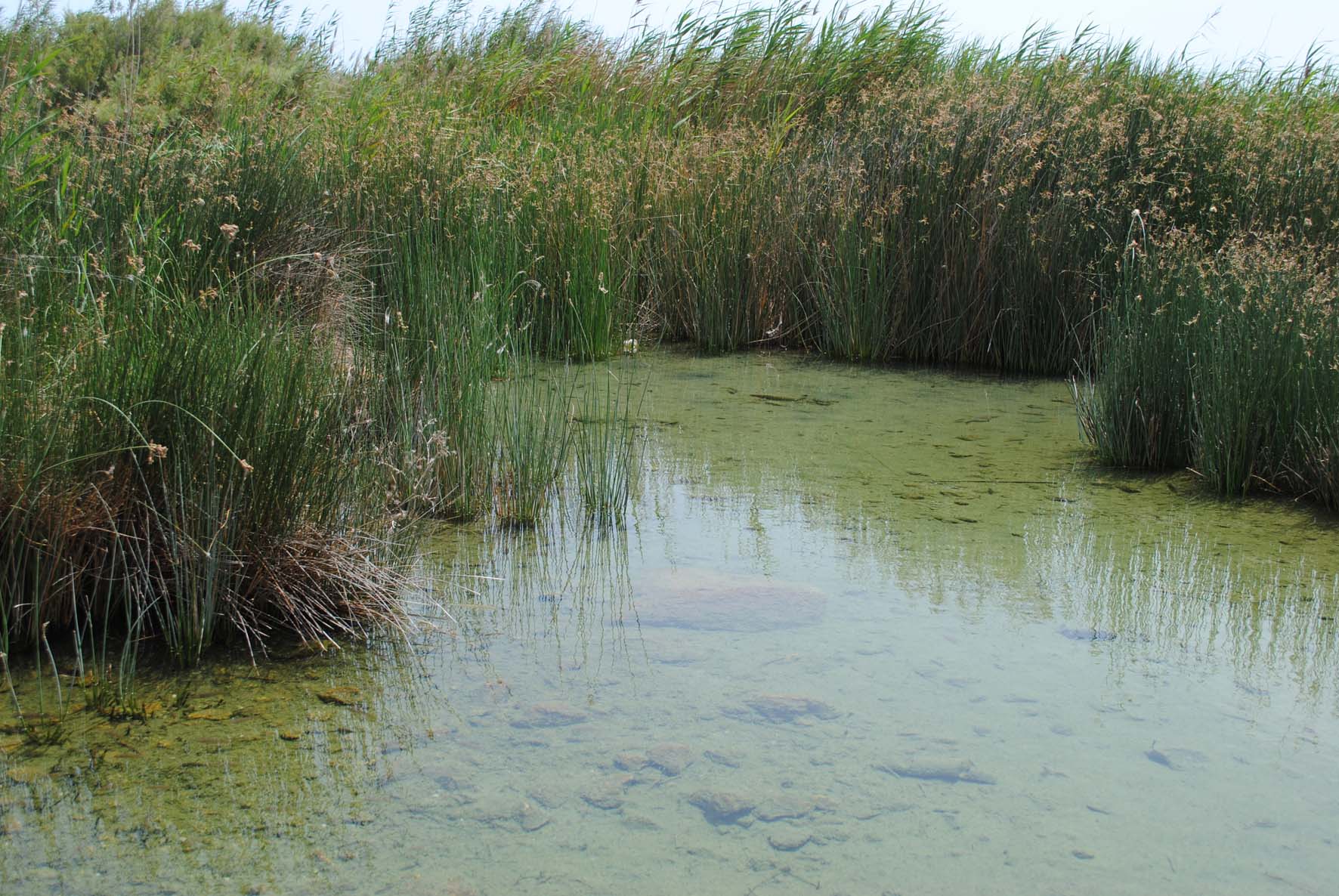 Brackish Water Ponds 3