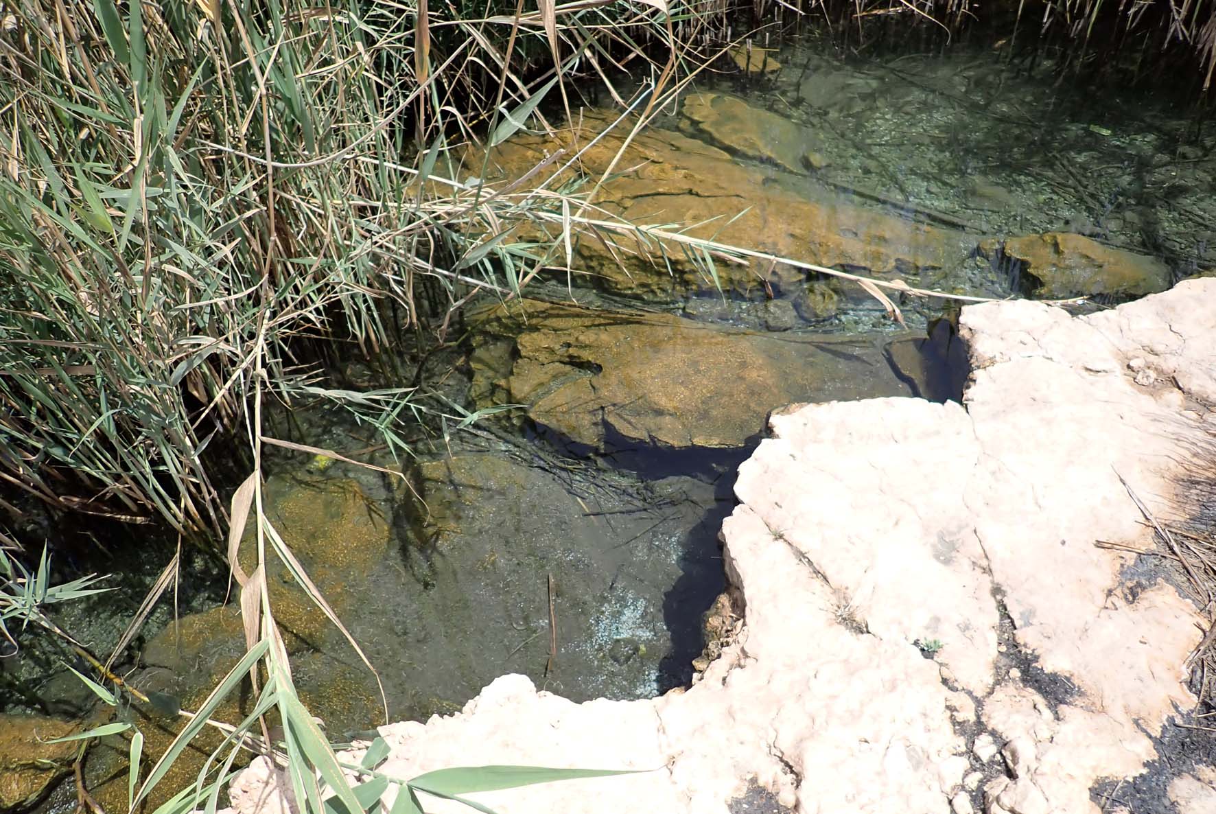 Brackish Water Ponds 4