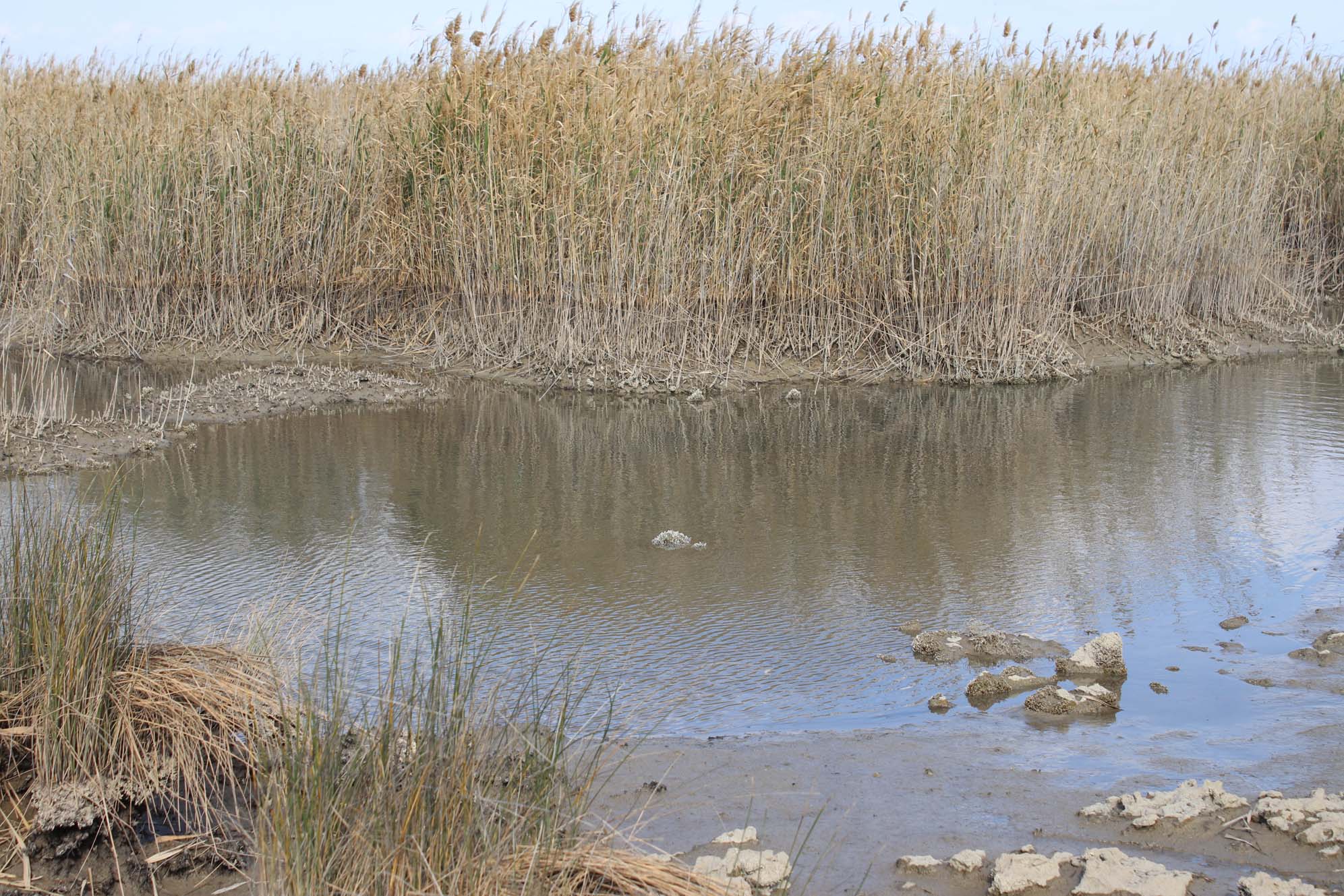 Burdi Swamps 1