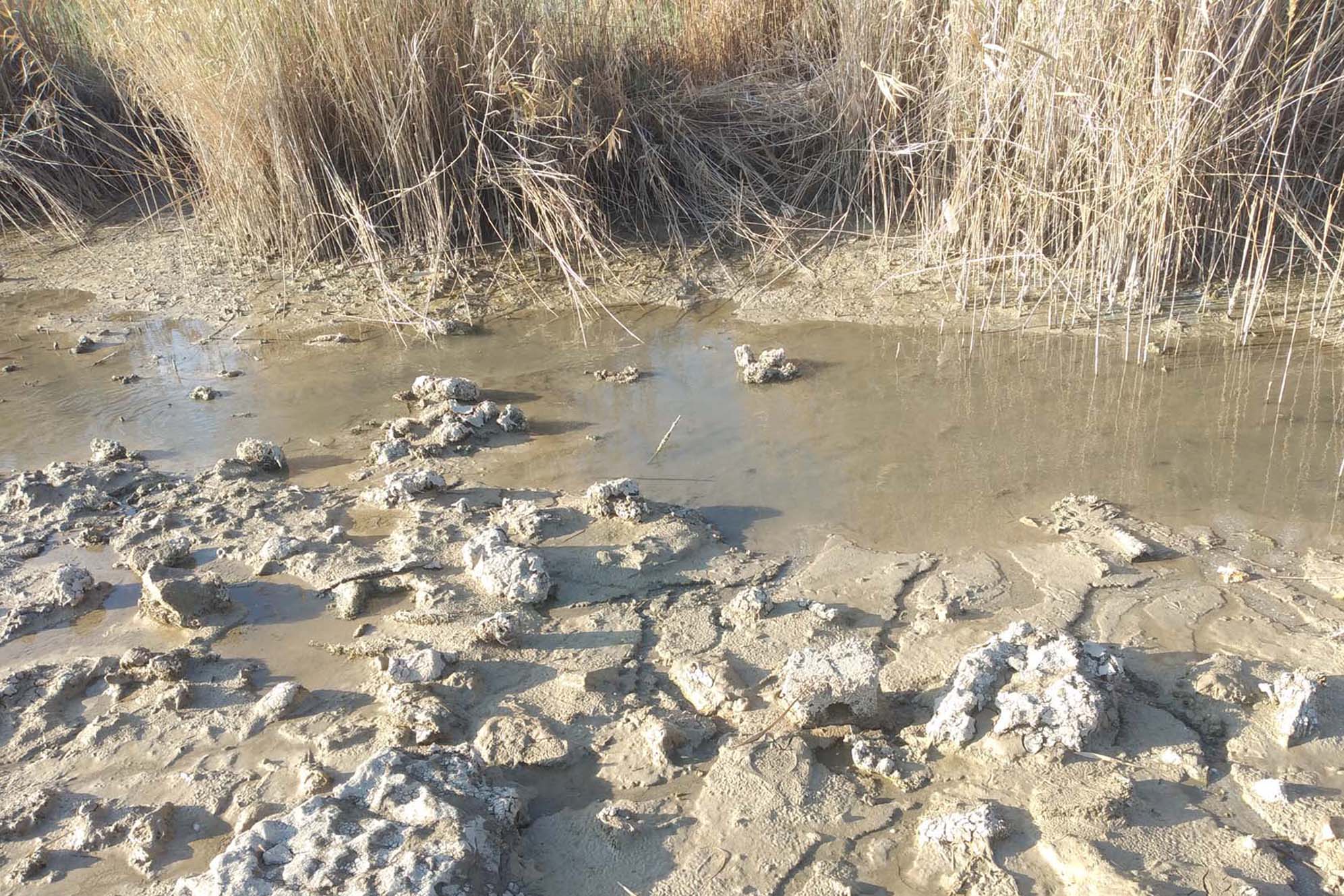 Burdi Swamps 3