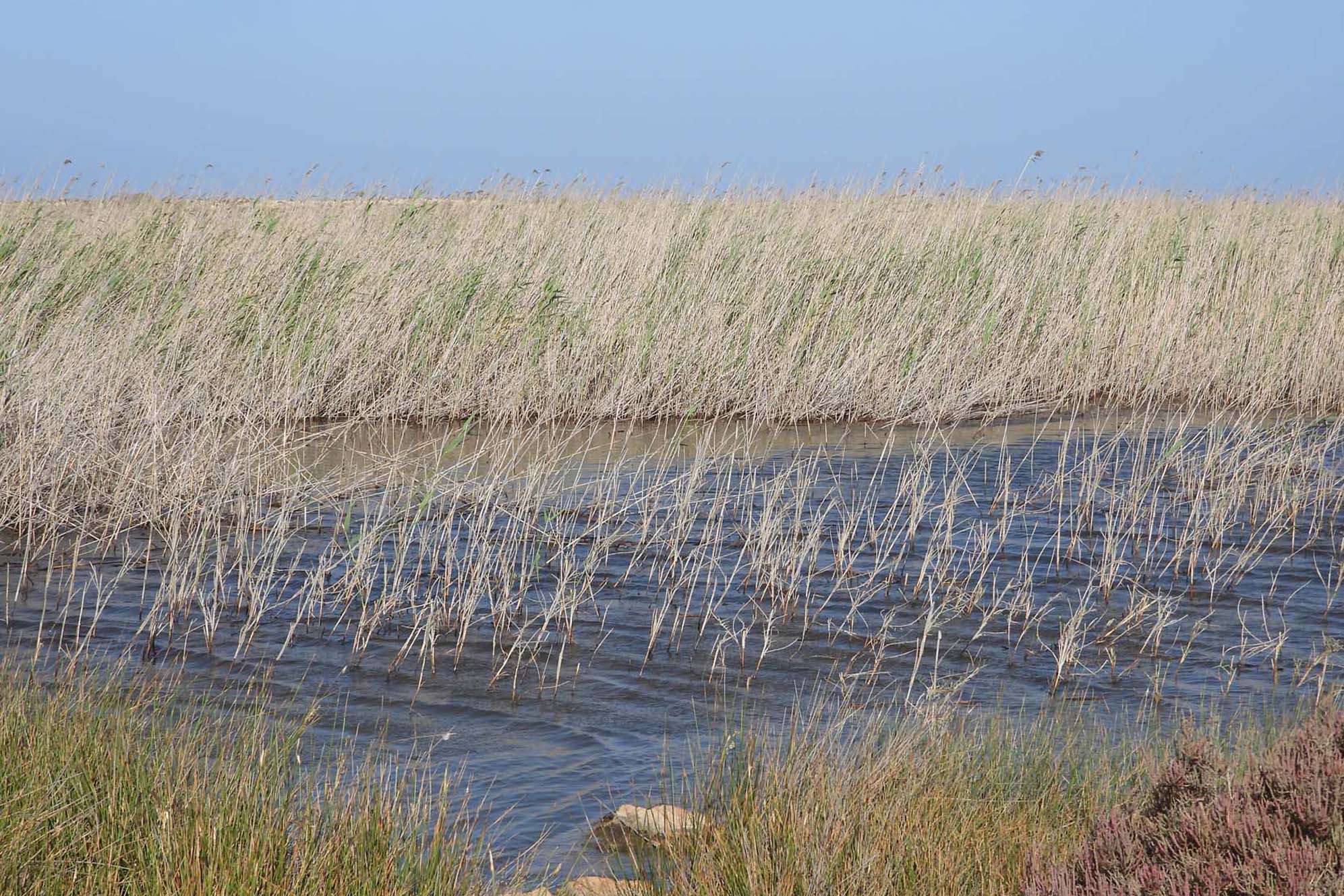 Burdi Swamps 4