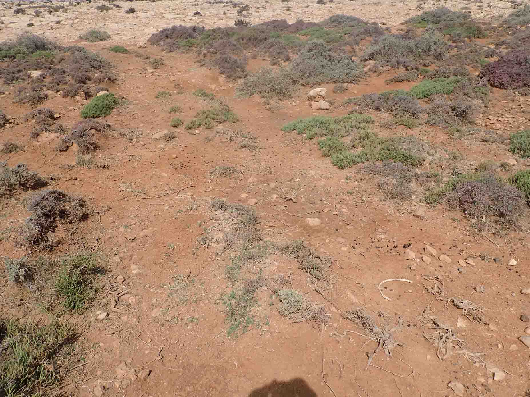 Quaternary Deposits 1