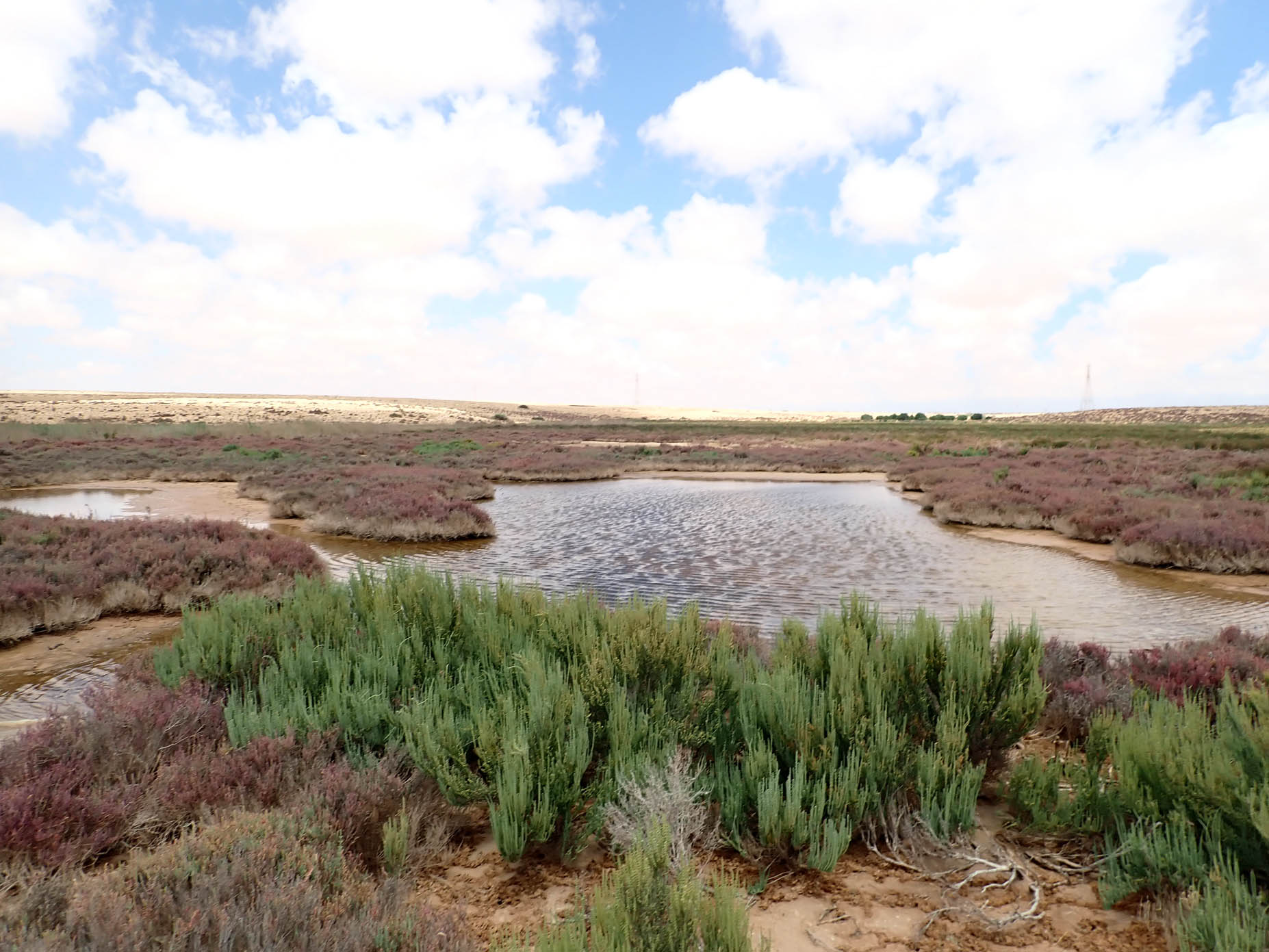 Brackish Water Ponds 1