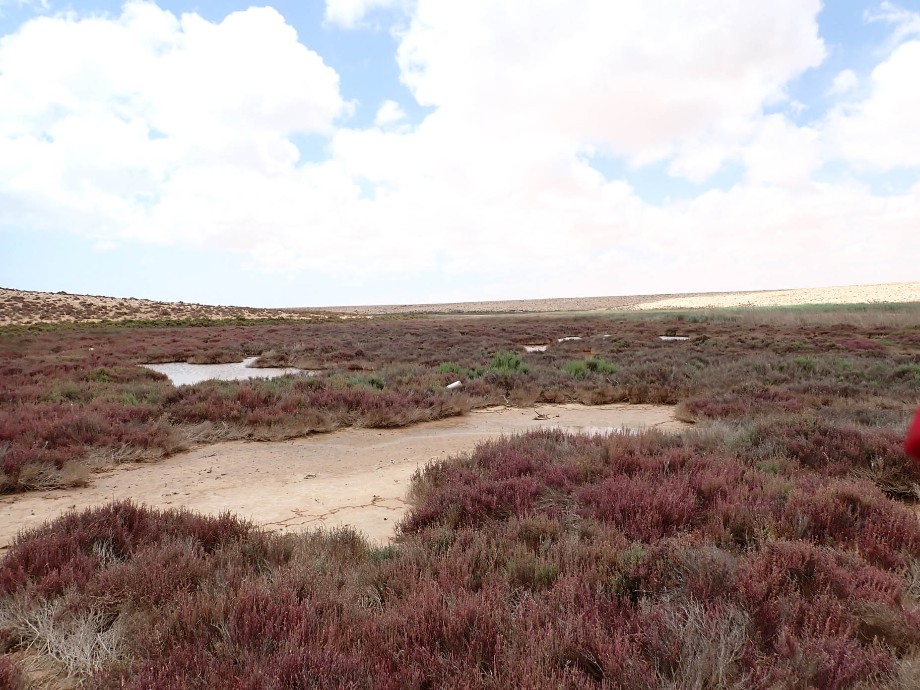 Brackish Water Ponds 2
