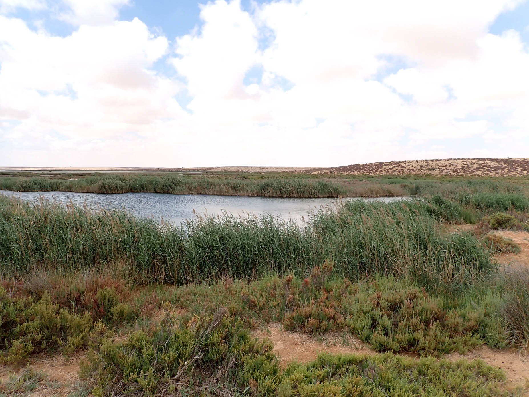 Brackish Water Ponds 4