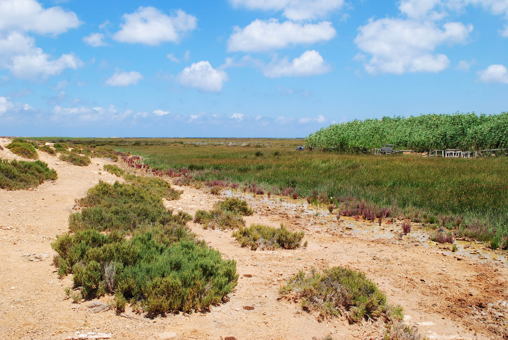 Burdi Swamps 2
