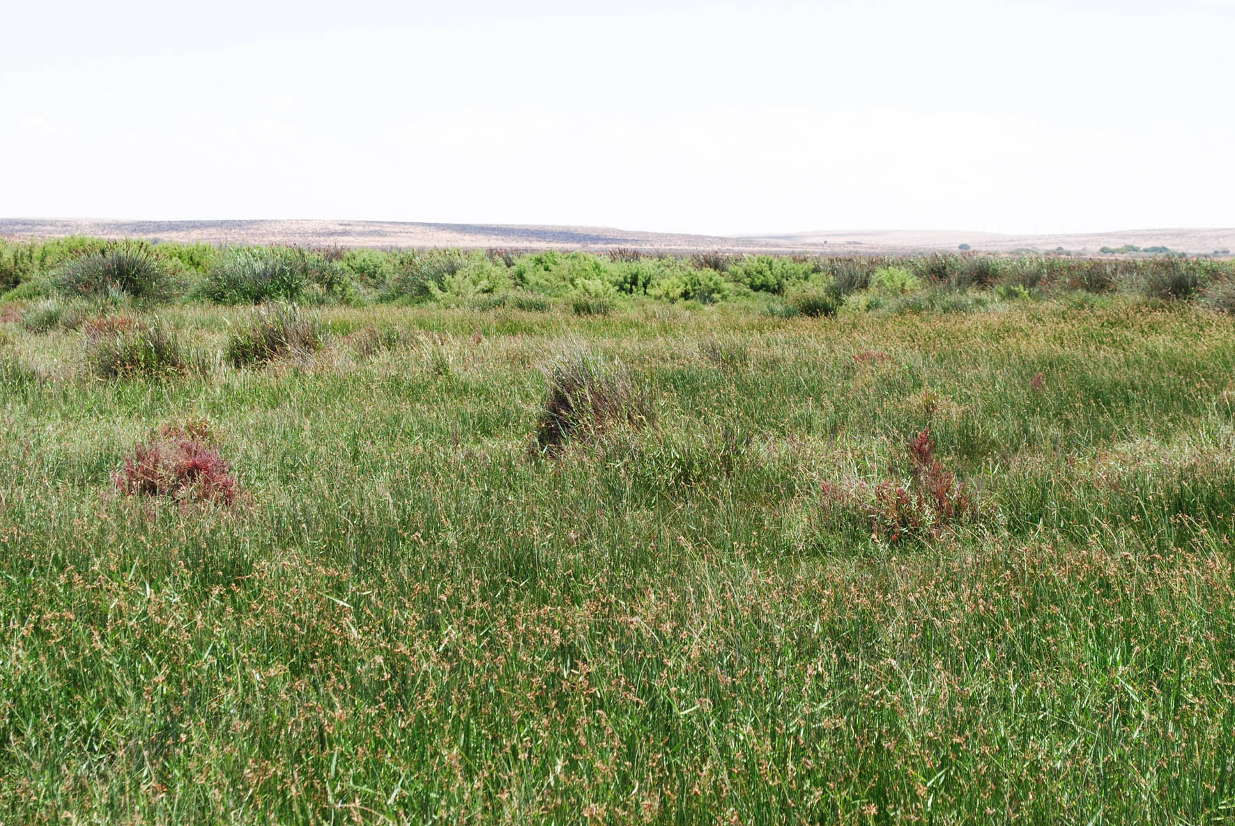 Burdi Swamps 3