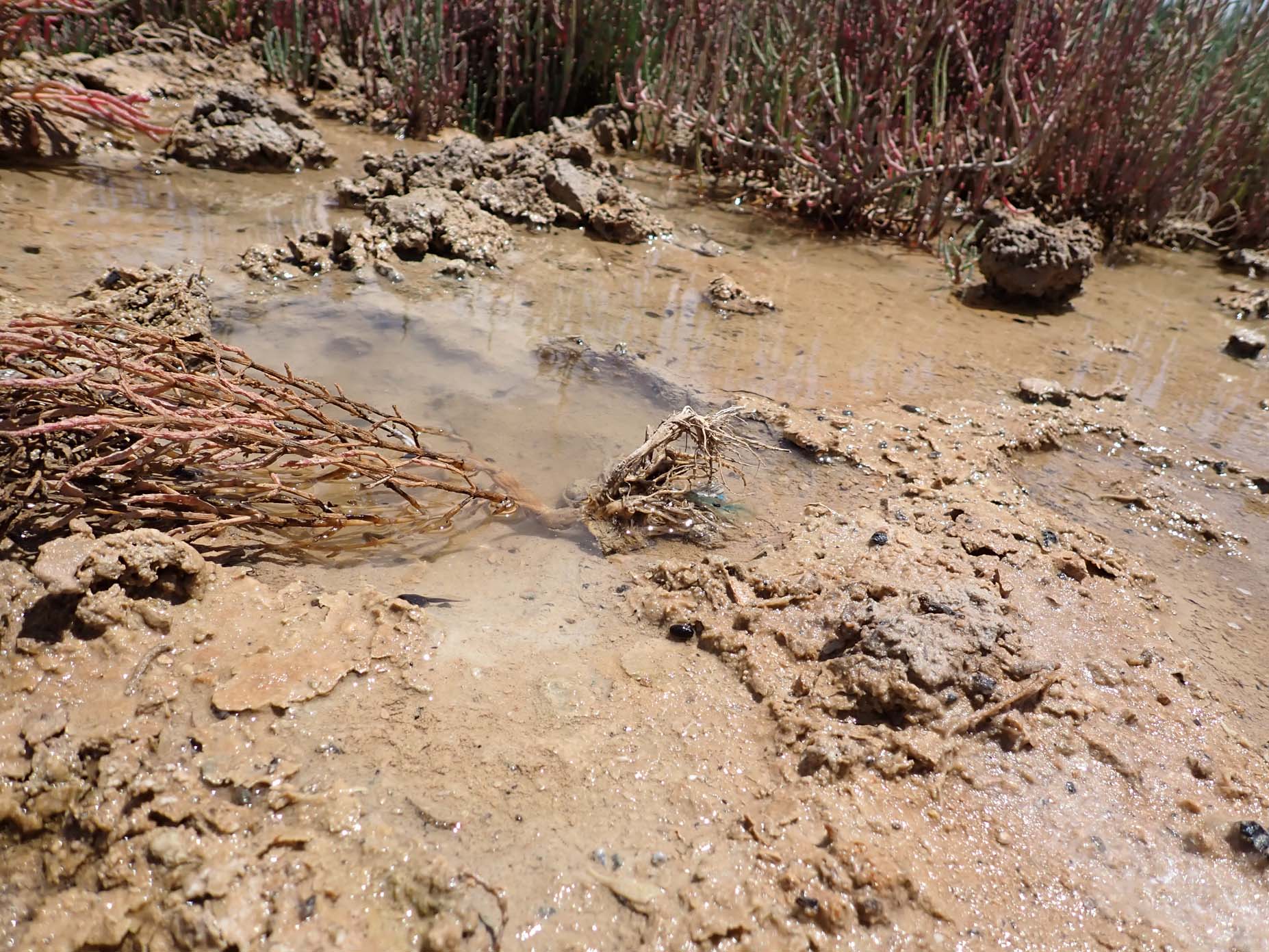 Quaternary Deposits 1