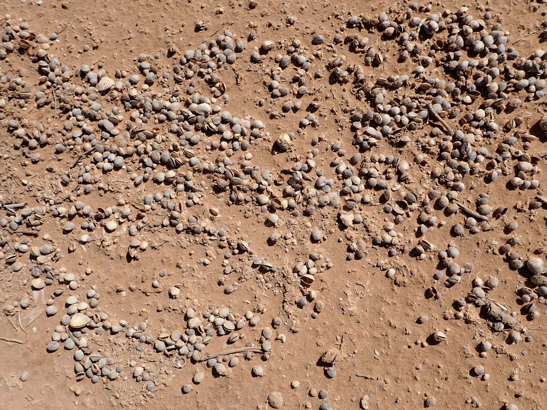 Quaternary Deposits 3