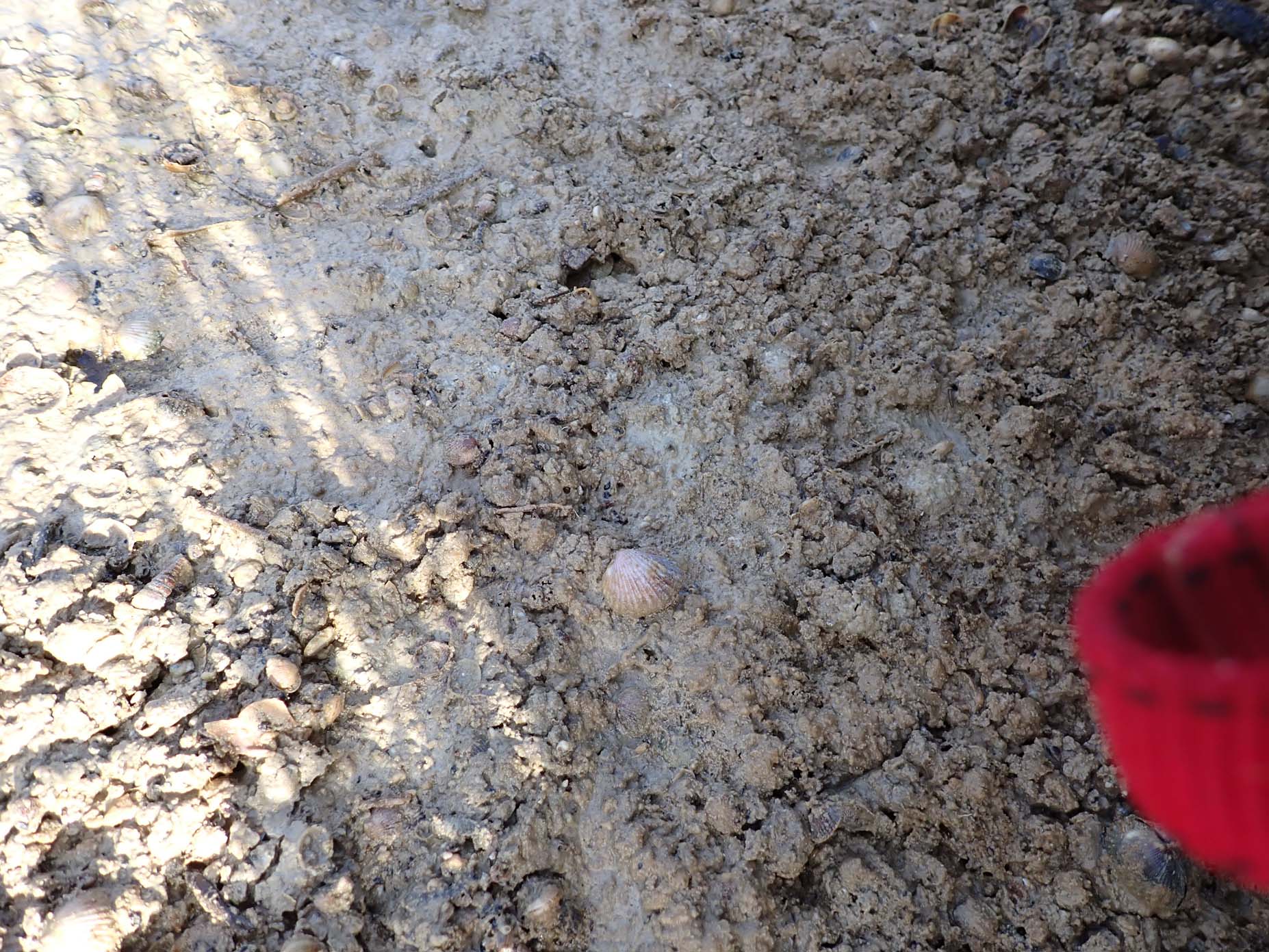 Quaternary Deposits 4