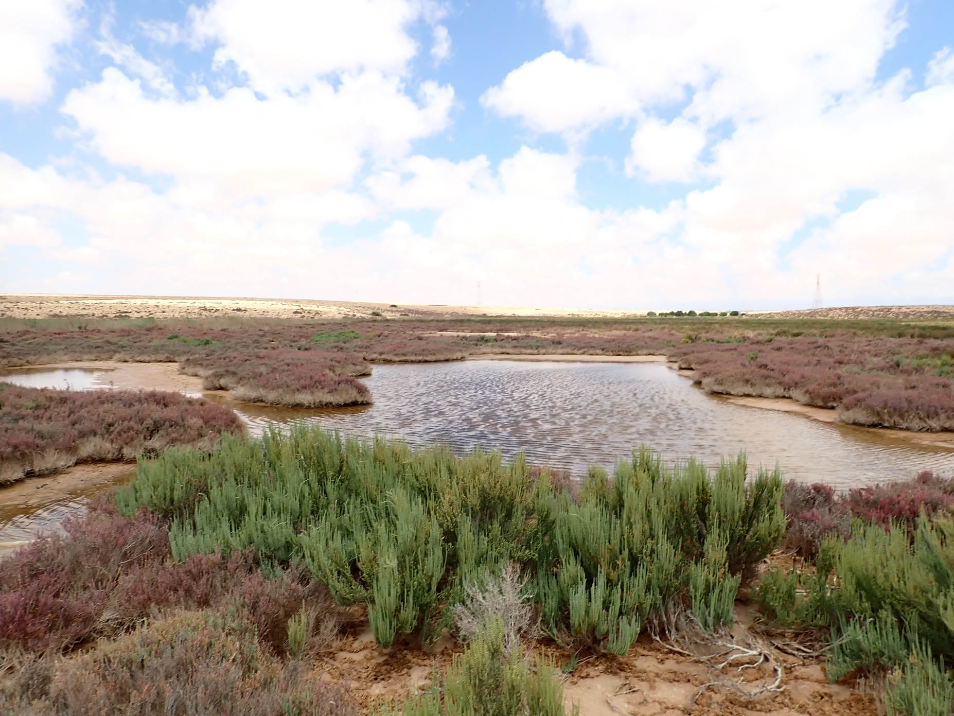 Saline Water Ponds 3