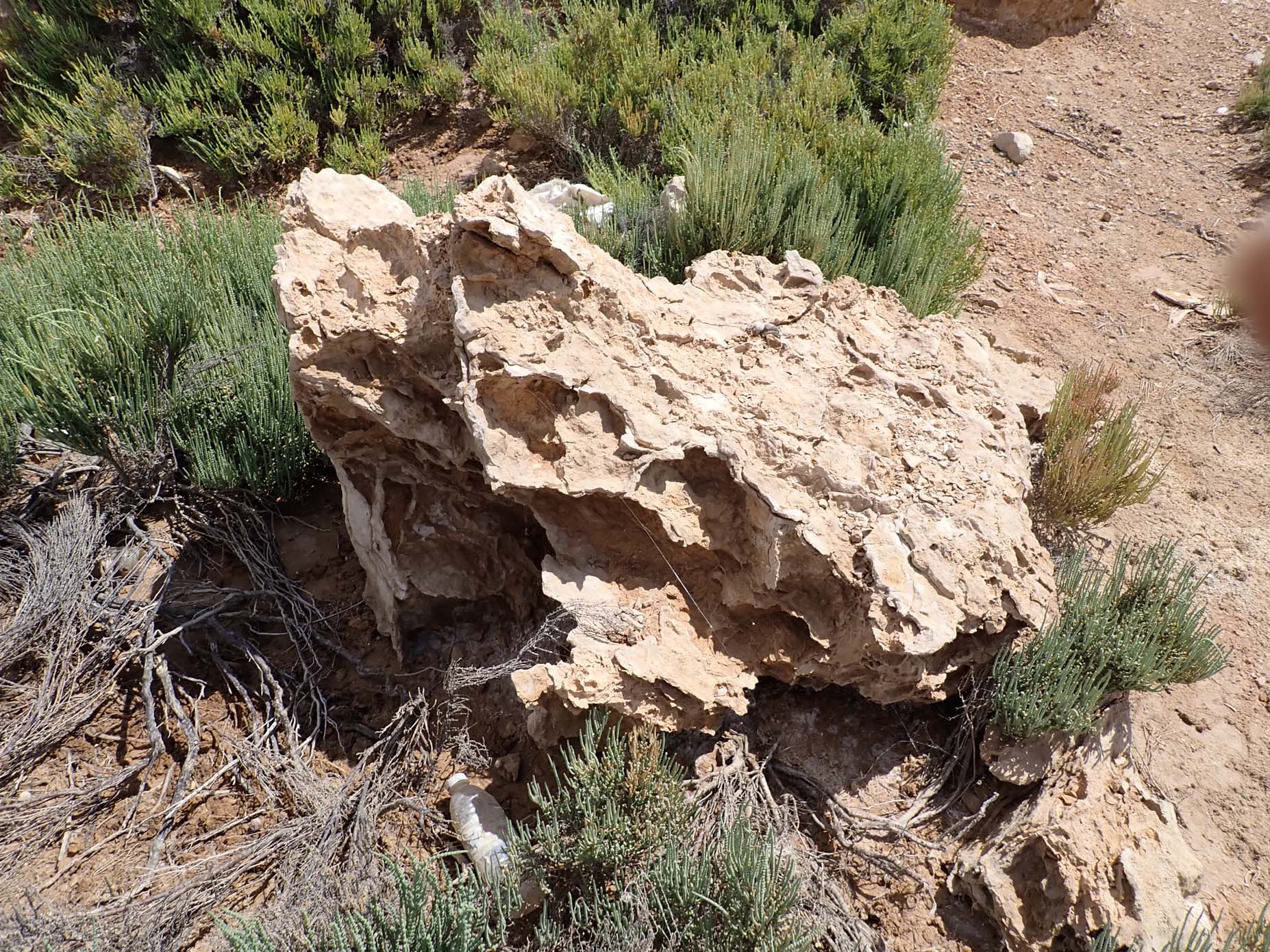 Upper Oligocene-Lower Miocene 4